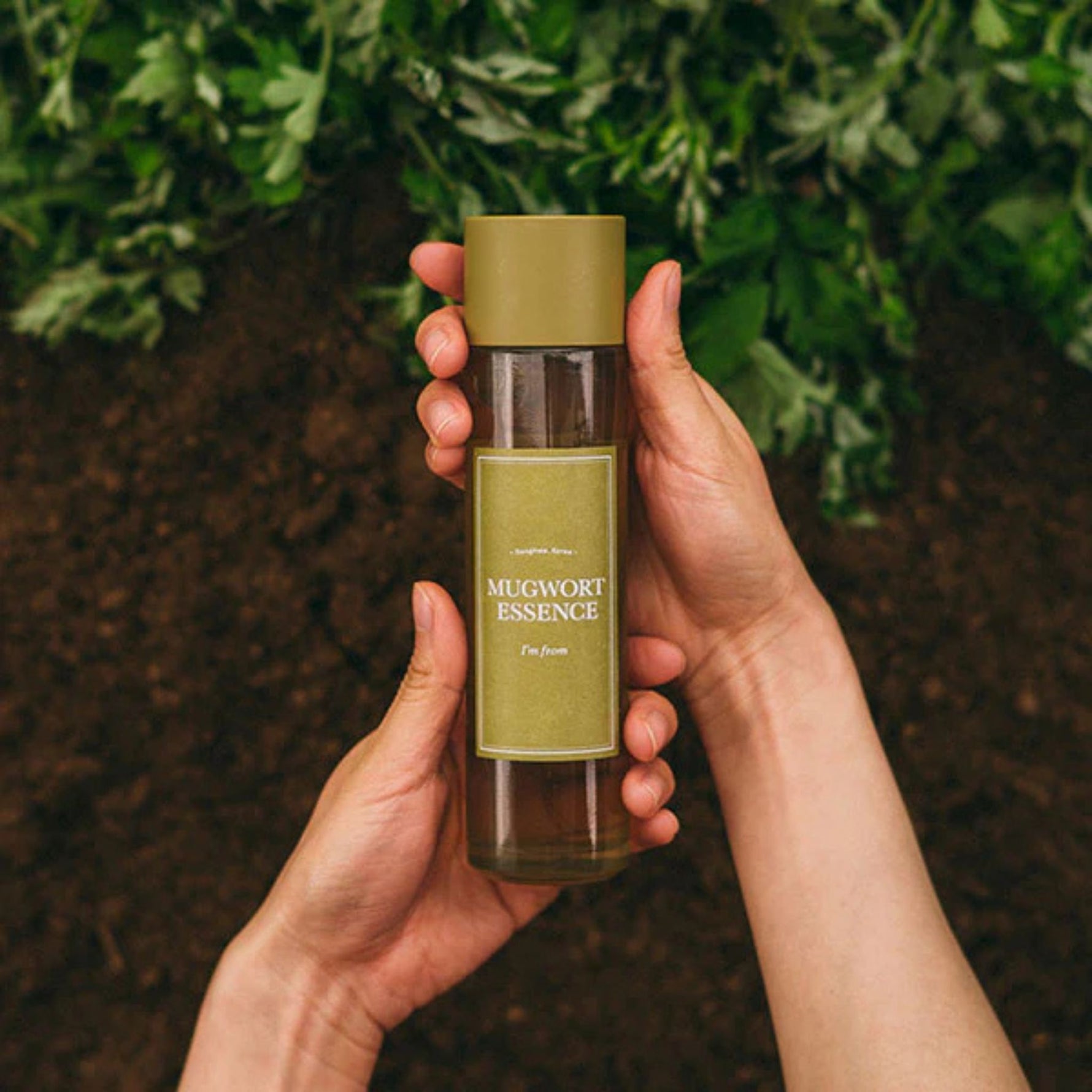 Hands holding I’m From Mugwort Essence with fresh mugwort plants – soothing and purifying Korean herbal essence