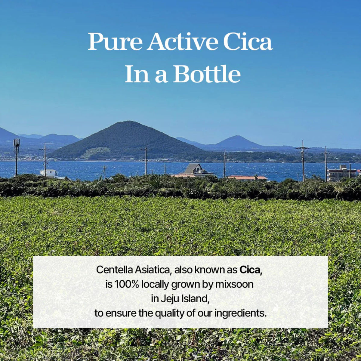 Centella Asiatica field in Jeju Island – locally sourced cica ingredient used in Mixsoon Soondy Centella Asiatica Essence